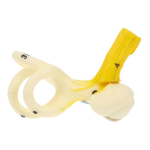Hohopeti Anatomisches Ohrmodell Innenohr Lehrmittel Plastisches Human Ear Canal Modell für Medizinische Ausbildung und Unterricht Langlebig Leicht und Anschaulich Gestaltet von Hohopeti