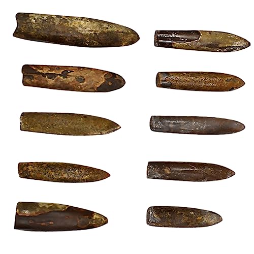 Hohopeti Fossiles Simulationsmodell Teiliges Perfektes Lehrmittel für Paläontologie für Unterricht Einzigartiges für Fossilienliebhaber und Sammler Hohopeti Fossiles Simulationsmodell Teiliges Perfektes Lehrmittel für Paläontologie für Unterricht Einzigartiges für Fossilienliebhaber und Sammler von Hohopeti