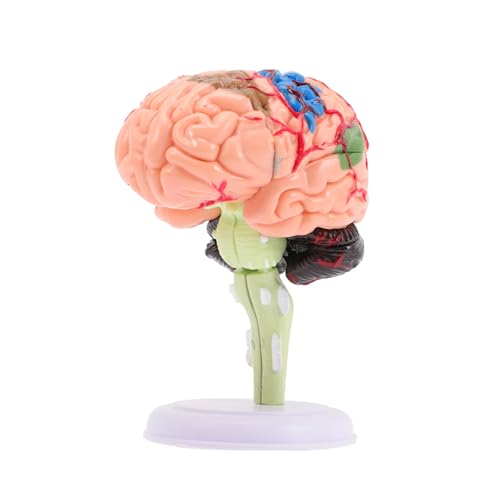 Hohopeti Menschliches Gehirnmodell Anatomisches Modell für Detaillierte Struktur für Neurowissenschaften Langlebiges Material für Unterricht und Lerndisplays Hohopeti Menschliches Gehirnmodell Anatomisches Modell für Detaillierte Struktur für Neurowissenschaften Langlebiges Material für Unterricht und Lerndisplays von Hohopeti