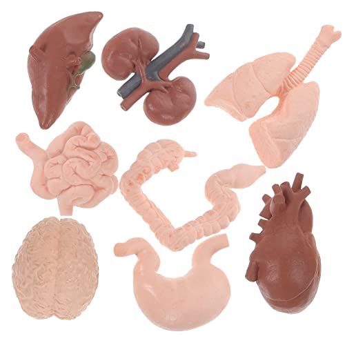 Hohopeti Organrequisiten Tools Physiology Künstliche Anatomy Parts Torso für Students Model Study Menschliches Unterrichten Ärzte Requisiten Human Gehirnmodell and Body Organmodell von Hohopeti