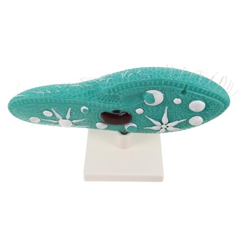 Hohopeti Paramecium Modell mit Stabilem Stand Mikroskopisches Einzeller Lehrmodell für Biologie Unterricht Wissenschaftsraum Mittelstufe Experimente Hohopeti Paramecium Modell mit Stabilem Stand Mikroskopisches Einzeller Lehrmodell für Biologie Unterricht Wissenschaftsraum Mittelstufe Experimente von Hohopeti