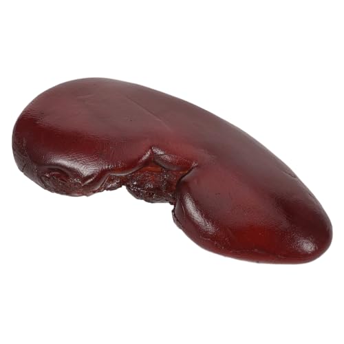 Hohopeti Realistisches Halloween Fake Kidney Hochdetailliertes Langlebiges Organmodell für Spaß Cosplay Partydeko und Halloween Interaktives Spaß-requisit für Freunde und Familie von Hohopeti