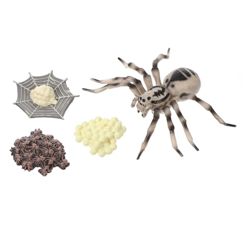 Hohopeti Realistisches Tarantel Modell Wachstumszyklus Simulation Kunststoff Figur Lernspielzeug für Lebenszyklus erkennung und Bildung Detailgetreu und Langlebig Dekoratives von Hohopeti
