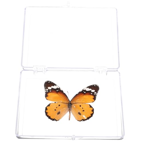 Hohopeti Schmetterlings Proben Wandkunst Proben Display Halter Heimdekoration Wanddekoration Proben Proben Anhänger Wandbehang Insekten Display Insekten Probe von Hohopeti
