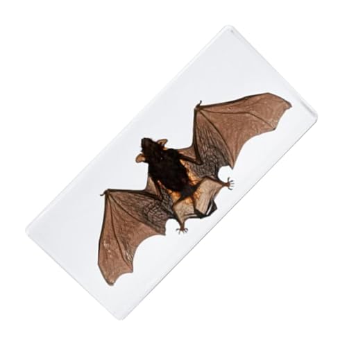 Holdes Fledermauspräparation, gerahmtes Fledermausexemplar, Realistisches -Tierexemplar aus Kunstharz, Gerahmte Tier-Taxidermie-Lerndisplays für Taxidermie-Fans, Kuriositäten und Holdes Fledermauspräparation, gerahmtes Fledermausexemplar, Realistisches -Tierexemplar aus Kunstharz, Gerahmte Tier-Taxidermie-Lerndisplays für Taxidermie-Fans, Kuriositäten und von Holdes