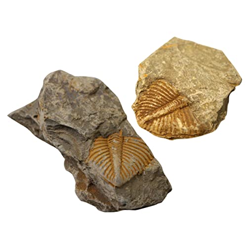 Holibanna 1 Satz Trilobiten Fossilien Ornament Pädagogisches Für Klassenzimmer Und Tisch Für Paläontologie Unterricht Und Sammlungen 2 Stück Holibanna 1 Satz Trilobiten Fossilien Ornament Pädagogisches Für Klassenzimmer Und Tisch Für Paläontologie Unterricht Und Sammlungen 2 Stück von Holibanna