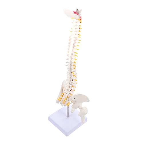 Holibanna 1 Stück Anatomisches Wirbelsäulenmodell mit Becken und Bandscheibe für Medizinische Ausbildung Realistische Darstellung Menschlichen Wirbelsäule und Nervenäste von Holibanna