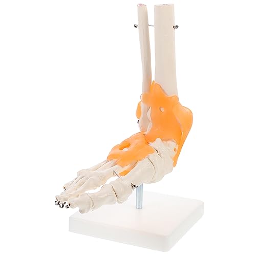 Holibanna 1 Stück Fußgelenkmodell mit Bändern Human Foot Skeleton Modell Basis für Anatomische Studien und Medizinische Lehrzwecke Holibanna 1 Stück Fußgelenkmodell mit Bändern Human Foot Skeleton Modell Basis für Anatomische Studien und Medizinische Lehrzwecke von Holibanna
