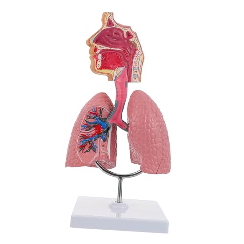 Holibanna 1Stück Menschliches Atemschutzsystem Modell aus Anatomisches Lungenmodell für Unterrichtszwecke für Schule Universität Medizinische Ausbildung Kreatives Design von Holibanna