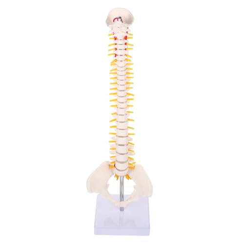 Holibanna 1Stück Wirbelsäulenmodell aus Anatomisches Modell für Medizinische Ausbildung Tragbar Unzerbrechlich für Ärzte Kliniken zur Patientenschulung Holibanna 1Stück Wirbelsäulenmodell aus Anatomisches Modell für Medizinische Ausbildung Tragbar Unzerbrechlich für Ärzte Kliniken zur Patientenschulung von Holibanna