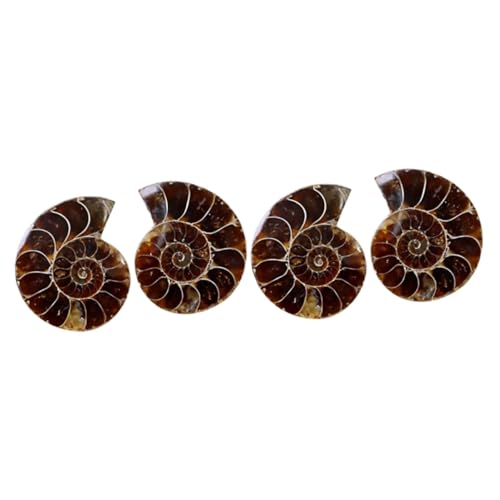 Holibanna 2 Sätze Teiliges Fossilien Deko Für Schüler Und Lehrmaterialien Große Prähistorische Fossilien Für Unterricht Opp Verpackung 2 Stück * 2 von Holibanna