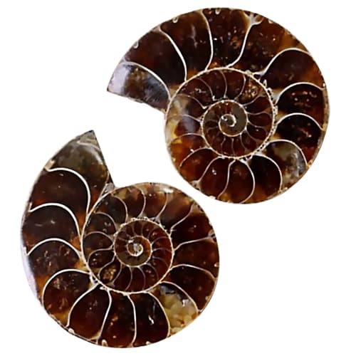 Holibanna 3 Sätze Ammoniten Fossilien Dekoration Für Unterricht Große Fossilienexemplare Für Kreative Lernzwecke Für 2 Stück * 3 Holibanna 3 Sätze Ammoniten Fossilien Dekoration Für Unterricht Große Fossilienexemplare Für Kreative Lernzwecke Für 2 Stück * 3 von Holibanna