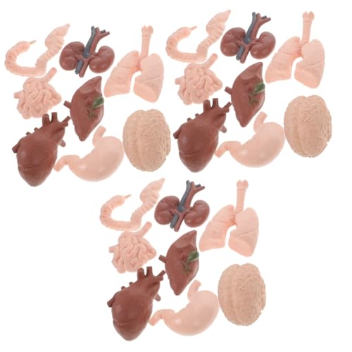 Holibanna 3 Sätze Teiliges Modell Realistische Menschliche Für Lehrzwecke Für Medizinische Anatomische Studien Patientendemonstrationen 8 Stücke * 3 Holibanna 3 Sätze Teiliges Modell Realistische Menschliche Für Lehrzwecke Für Medizinische Anatomische Studien Patientendemonstrationen 8 Stücke * 3 von Holibanna
