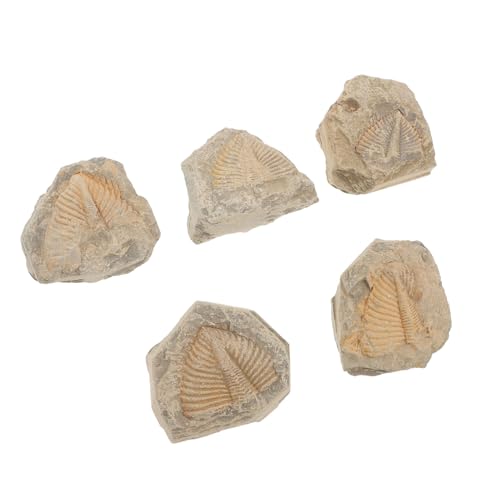Holibanna 5Stücke Teiliges Trilobiten Natürliche Fossilien Kreativität Kinderspielzeug Modell Für Klassenzimmer von Holibanna