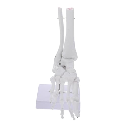 Holibanna Anatomisches Fußgelenk Modell aus Lehrmittel für Fuß und Sprunggelenkanatomie für und Krankenhäuser Detaillierte Darstellung Fußknochen Robuste Konstruktion Ständer Holibanna Anatomisches Fußgelenk Modell aus Lehrmittel für Fuß und Sprunggelenkanatomie für und Krankenhäuser Detaillierte Darstellung Fußknochen Robuste Konstruktion Ständer von Holibanna