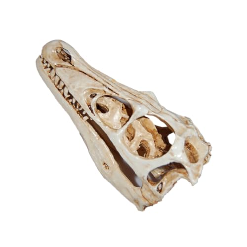 Holibanna Dinosaurier Schädel Modell aus Resin Simuliertes Skelett Eines Dekoratives Sammlerstück für Kunst und für Klassenzimmer Halloween Deko von Holibanna