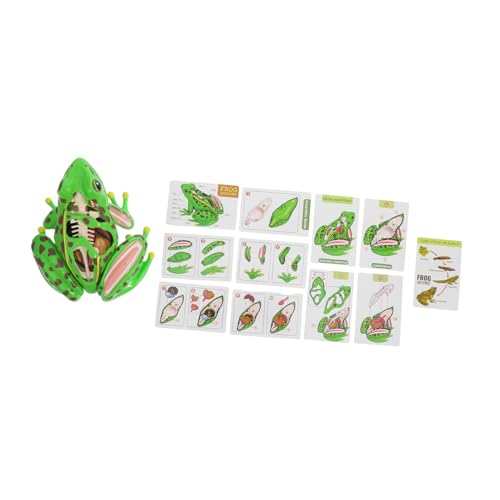 Holibanna Froschmodell Froschanatomie Puzzle Für Realistischen Frosch Lebensechte Froschstimulation Froschanatomie Froschbad Froschpuzzle Frosch Grüner Kunststoff von Holibanna