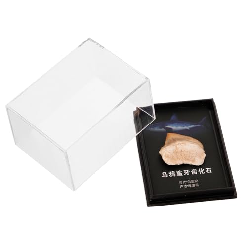 Holibanna Haifischzahn Dekoration Lehrmaterial für Verpackt Sammlerstück für Paläontologie Enthusiasten Enthalten von Holibanna
