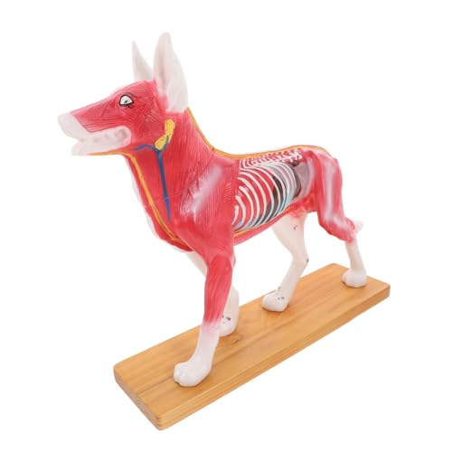 Holibanna Hund Akupunkturmodell Detailliertes Anatomisches Modell für Medizinische Ausbildung und Akupunkturstudium Material für Langfristige Nutzung von Holibanna