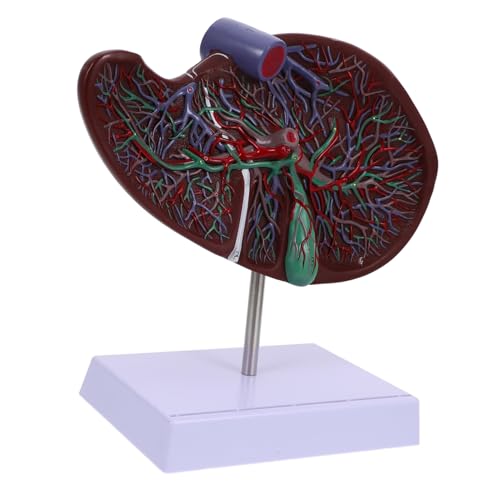 Holibanna Medizinisches Anatomisches Lebermodell mit Basis Detailgetreues Menschliches Lebermodell für Lehrzwecke Langlebig für Studenten Lehrer von Holibanna