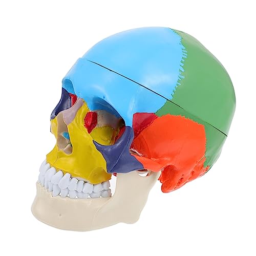 Holibanna Menschliches Schädelmodell Anatomisches Lehrmittel Für Medizinische Ausbildung Detaillierte Darstellung Des Menschlichen Schädels Für Fachkräfte von Holibanna