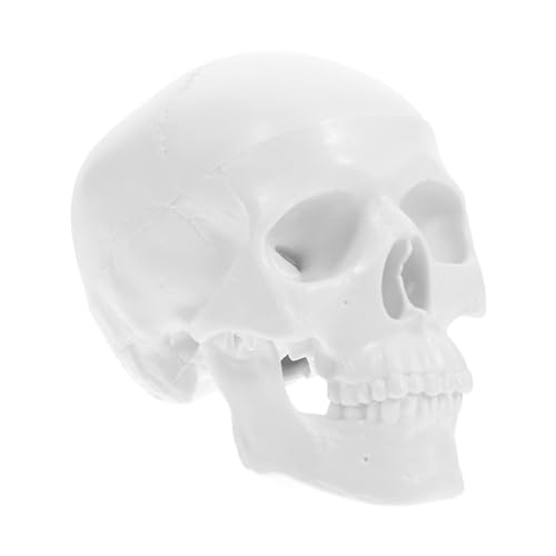 Holibanna Mini Schädelmodell aus Kunststoff mit Abnehmbaren Schädelkappen und Beweglichem Unterkiefer Anatomisches Menschliches Skelettmodell für Medizinische Lehre und Halloween Dekoration von Holibanna