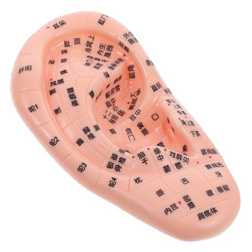Holibanna Professionelles Akupunktur -ohrreflexzonenmodell Tcm -lernen Genauer Ohrkupoint -display Für Massagesreflexzonen- Und Akupunktur -training von Holibanna