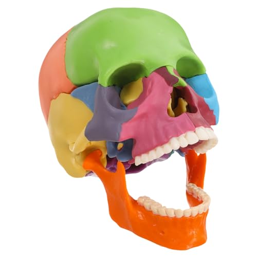 Holibanna Schädelmodell Anatomie-puzzle Gehirnmodell Schädelkopf Für Anatomie Schädel-anatomie- Anatomie Figur Schädel Für Anatomiestudenten Orgelmodelle Zeichnungsfigurenmodell Plastik von Holibanna