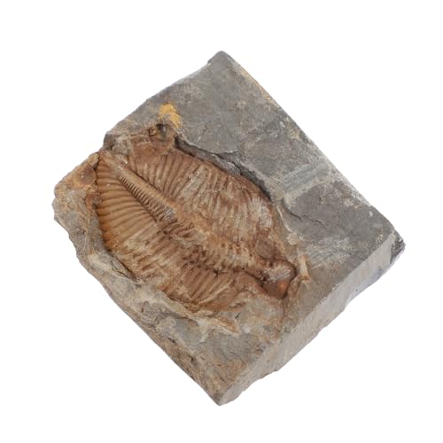 Holibanna Specimen Echtes Trilobiten Material für Bildung Sammlungen Projekte Einzigartiges für Schüler und Enthusiasten für Ausstellungen von Holibanna