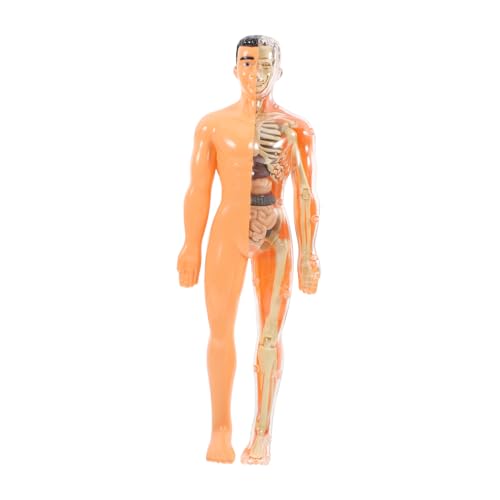 Homoyoyo 1 Satz menschliches Skelettspielzeug menschliches Anatomie -Modell Anatomiemodell menschlicher Körper für kognitives Werkzeug der menschlichen Eingeweide Lehrmodell Plastik Homoyoyo 1 Satz menschliches Skelettspielzeug menschliches Anatomie -Modell Anatomiemodell menschlicher Körper für kognitives Werkzeug der menschlichen Eingeweide Lehrmodell Plastik von Homoyoyo