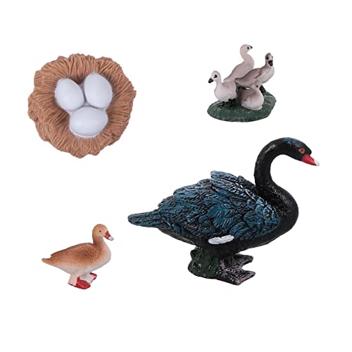 Homoyoyo 1 Set Schwarz Schwan Figur - Biologisches Modell Zur Veranschaulichung des Lebenszyklus Und Der Evolution Für Pädagogische Zwecke - Ideal Für Und Schulen Homoyoyo 1 Set Schwarz Schwan Figur - Biologisches Modell Zur Veranschaulichung des Lebenszyklus Und Der Evolution Für Pädagogische Zwecke - Ideal Für Und Schulen von Homoyoyo