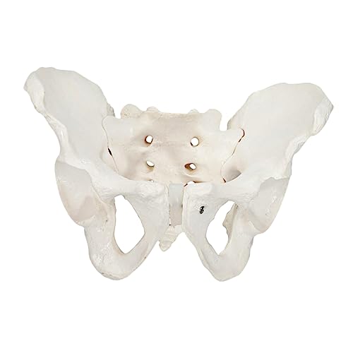 Homoyoyo 1 Stück Beckenmodell Weibliches Becken Geburtsmodell Training Flexibles Weibliches Beckenmodell Knochen Beckenanatomisches Modell Realistisches Beckenanatomie Beckenskelett Modell von Homoyoyo