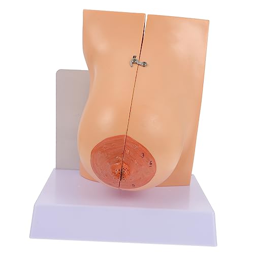 Homoyoyo 1Stück Anatomisches Brustmodell Für Medizinische Ausbildung Detailliertes Menschliches Brustmodell Für Lehrzwecke Kliniken Aus Umweltfreundlichem Material von Homoyoyo