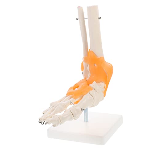 Homoyoyo 1Stück Anatomisches Fußgelenkmodell mit Bändern Lebensgroßes Skelettmodell für Anatomische Studien Lehrzwecke Stabiler Basis Detailgetreue Darstellung Fußgelenkstruktur Homoyoyo 1Stück Anatomisches Fußgelenkmodell mit Bändern Lebensgroßes Skelettmodell für Anatomische Studien Lehrzwecke Stabiler Basis Detailgetreue Darstellung Fußgelenkstruktur von Homoyoyo