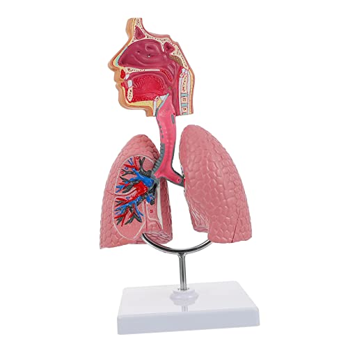 Homoyoyo 1Stück Lehrmittel Atemwegs Lungenmodell Anatomisches Display Tool für Schule Ausbildung Hochwertiges Langlebiges Atemsystemmodell für Physiologie Hygieneunterricht Homoyoyo 1Stück Lehrmittel Atemwegs Lungenmodell Anatomisches Display Tool für Schule Ausbildung Hochwertiges Langlebiges Atemsystemmodell für Physiologie Hygieneunterricht von Homoyoyo