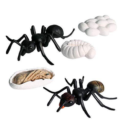 Homoyoyo 5Pcs Ameisenwachstumszyklus Lebensechter Ameisenzyklus- Action- Figuren für Lebenszyklus Insektentiermodell Das für Das Unterrichten von Zubehör Oder Streich Beängstigende Trick von Homoyoyo