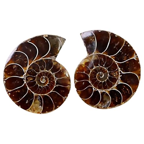 Homoyoyo Ammonite Mineralien Ausgrabungsset 2 Stück – Fossile Ammoniten Schalen - Natürliche Steine Für Paläontologie - Wissenschaftliche Experimente Und Bildungszwecke Ideal Für Laborbedarf von Homoyoyo