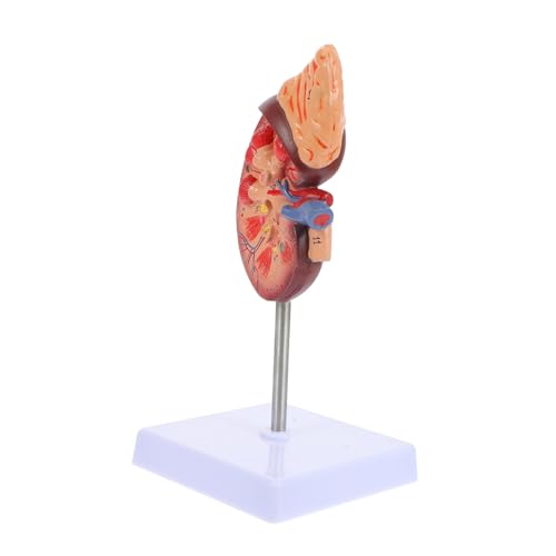 Homoyoyo Anatomisches Nierenmodell Menschliches Körpermodell mit Standfuß für Medizinische Ausbildung und Anatomische Studien Detailreiche Ausführung Langlebig und Sicher der Anwendung Homoyoyo Anatomisches Nierenmodell Menschliches Körpermodell mit Standfuß für Medizinische Ausbildung und Anatomische Studien Detailreiche Ausführung Langlebig und Sicher der Anwendung von Homoyoyo