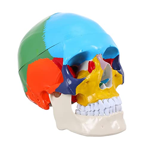 Homoyoyo Anatomisches Schädelmodell Für Schulunterricht Falsches Schädelkopfmodell Aus Hochwertigem Material Für Labor Universität Pflegeausbildung Verständliche Homoyoyo Anatomisches Schädelmodell Für Schulunterricht Falsches Schädelkopfmodell Aus Hochwertigem Material Für Labor Universität Pflegeausbildung Verständliche von Homoyoyo