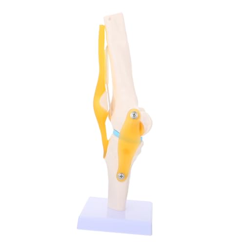 Homoyoyo Lebensgröße Anatomisches Simulations Modell für Medizinische Ausbildung Zeigt Funktion Des Menschlichen Kniegelenks für Lehre Diagnose Homoyoyo Lebensgröße Anatomisches Simulations Modell für Medizinische Ausbildung Zeigt Funktion Des Menschlichen Kniegelenks für Lehre Diagnose von Homoyoyo