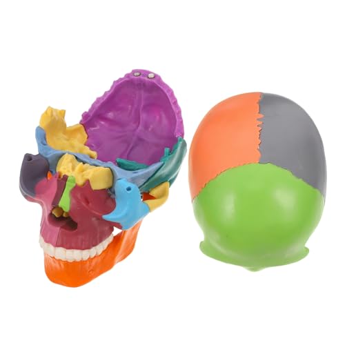 Homoyoyo Schädelmodell Anatomie Lernhilfen Schädelskulptur Schädelanatomie Gehirnmodell Schädelabschnittsmodell Schädelanatomiemodell Menschlicher Kopf Anatomisches Modell Homoyoyo Schädelmodell Anatomie Lernhilfen Schädelskulptur Schädelanatomie Gehirnmodell Schädelabschnittsmodell Schädelanatomiemodell Menschlicher Kopf Anatomisches Modell von Homoyoyo
