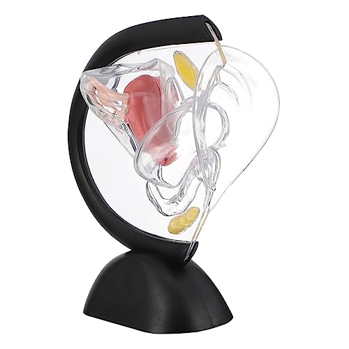 Homoyoyo Transparentes Uterus-modell Teile Organ Jr Struktur Menschliches Modell Sichtbar Werkzeug Weibliches Anatomisches Modell Anatomiemodell Orgelmodell Pvc von Homoyoyo