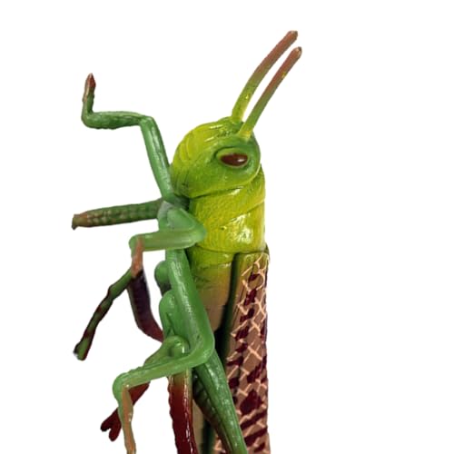 Housoutil Heuschreckenspielzeug Aus Kunststoff 3 Stück Heuschrecken-Insektenfiguren Insekten-Frühpädagogisches Spielzeug Für Themenpartys Kinder Jungen Mädchen von Housoutil