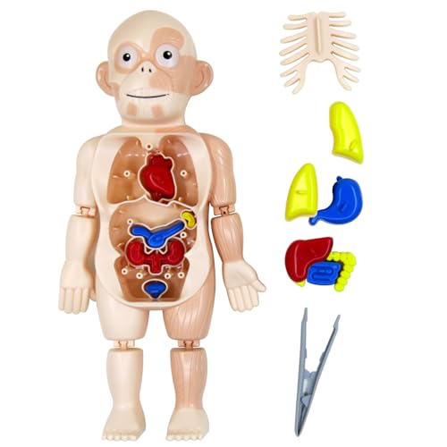 Modell des menschlichen Körpers für Kinder, Anatomie-Spielzeug, DIY-Zusammenbau, Spielzeug zum Zusammenbau des menschlichen Körpers mit inneren Organen und Gliedmaßen, Anatomie-Wissenschaftsspiel von HoveeLuty