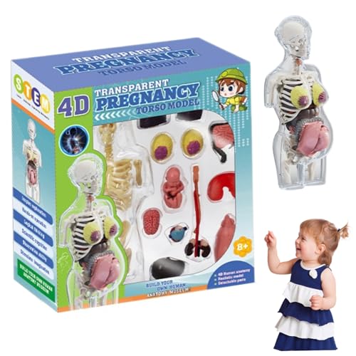 Hperu Menschliches Körpermodell für Kinder 8, 5 Zoll entfernbarer schwangerer Frau Anatomie Model Plastik Frühes Lernen Spielzeug, menschliche Anatomie von Hperu