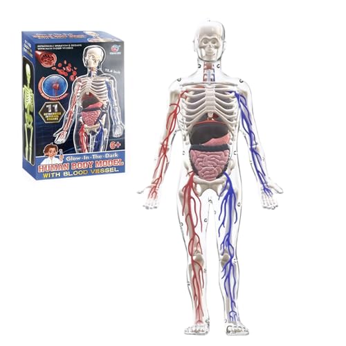 Hperu Menschliches Skelettmodell für Anatomie, 3D -Modell des menschlichen Körperstruktur mit abnehmbaren Knochen, Organen und Blutgefäßen für Kinderanatomie von Hperu