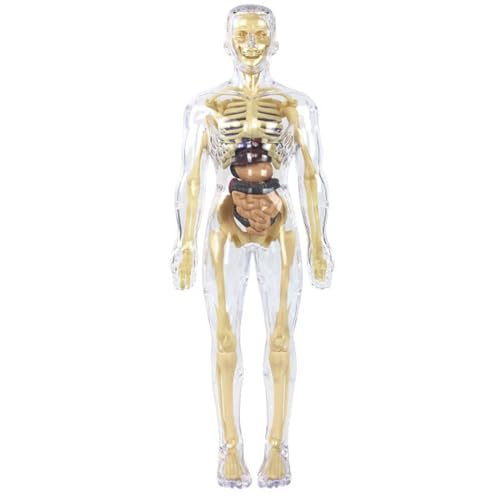 Klares Modell des menschlichen Körpers, abnehmbares transparentes 3D menschliche Körperstruktur Anatomie Modell für Kinder Bildungswissenschaft Spielzeug für Jungen und Mädchen von Hperu