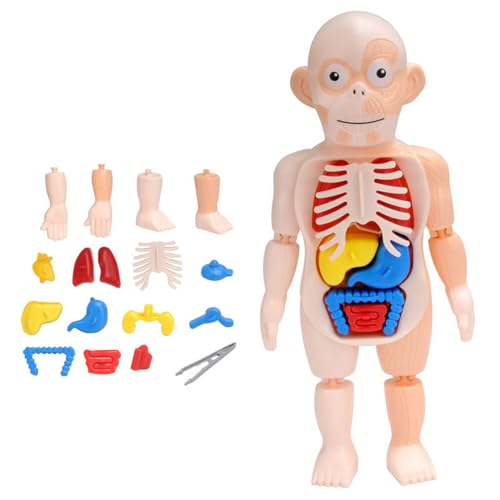 Huaqgu 1 Satz Interaktives ABS-3D Anatomie Spiel Puzzle Mit Anatomie Orgel Blöcken Spielzeug Stapelblock Set Pädagogisches Zubehör Menschliches Körpermodell Für Kinder Abnehmbare Teile von Huaqgu