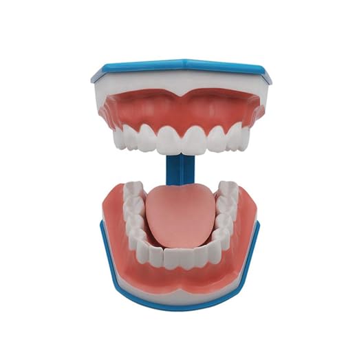 1 STÜCK 6-mal Größeres Zähneputzen Früherziehungsmodell Zahnmodell Orales Modell Kindergarten Zähneputzen Anatomisches Medizinisches Modell 1 STÜCK 6-mal Größeres Zähneputzen Früherziehungsmodell Zahnmodell Orales Modell Kindergarten Zähneputzen Anatomisches Medizinisches Modell von Huhpa