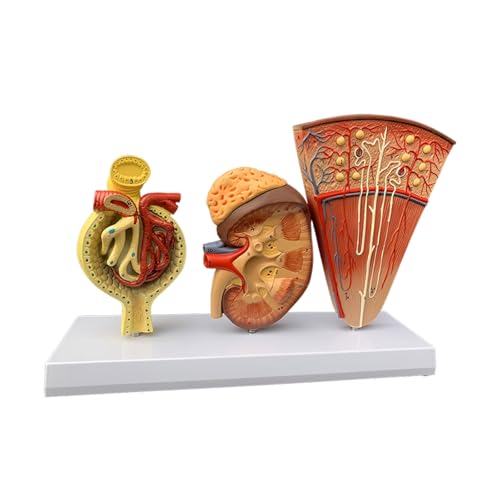 1 Satz 3 Modelle Die Grundstruktur der Nierenvergrößerten Bowman-Kapsel Nephron Begleitende Schlüsselkarte von Huhpa